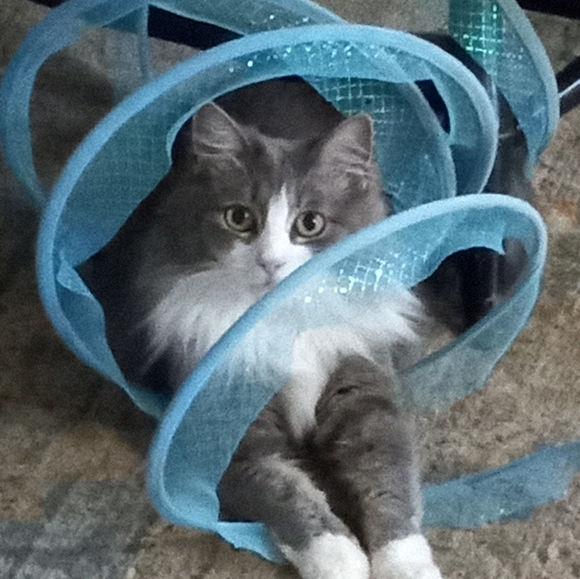 Meet your Posher, Sheri - Picture 3 of 6